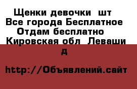 Щенки девочки 4шт - Все города Бесплатное » Отдам бесплатно   . Кировская обл.,Леваши д.